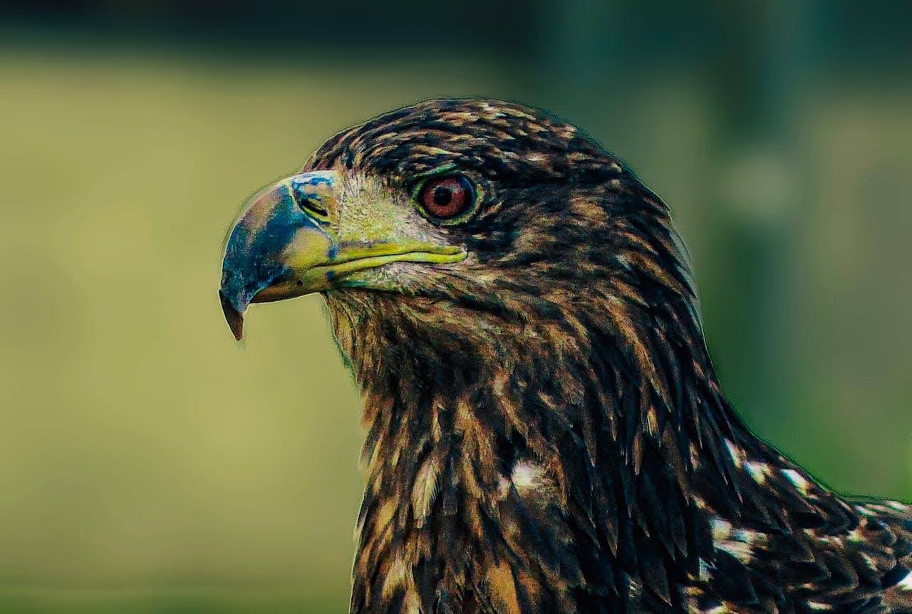 Falcon