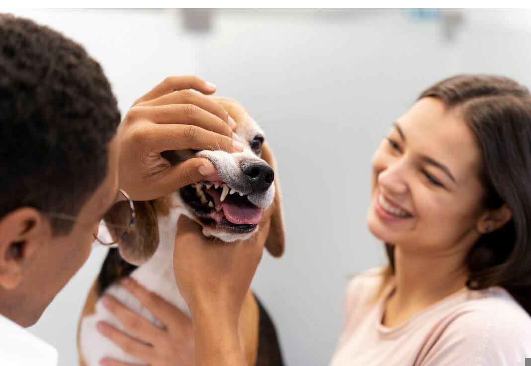 5 Reasons Why You Should Hire a Professional Dental Care for Dogs at Home